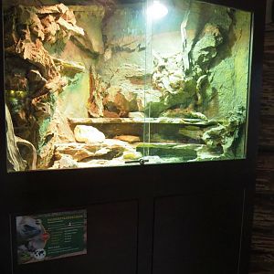 Ocellated Uromastyx terrarium, 2022-05-17