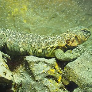 Ocellated Uromastyx (Uromastyx ocellata), 2022-05-17