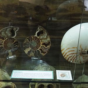 Nautilus shell specimens, 2022-05-17