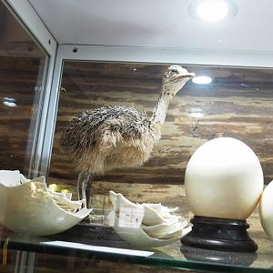 Ostrich (Struthio camelus) egg and chick specimens, 2022-05-17