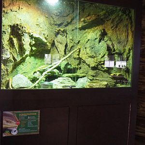 Sheltopusik terrarium, 2022-05-17