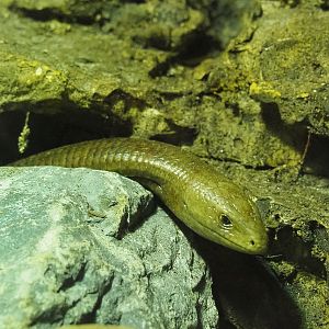 Sheltopusik (Pseudopus apodus), 2022-05-17