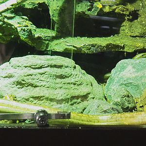 Sheltopusik (Pseudopus apodus), 2022-05-17