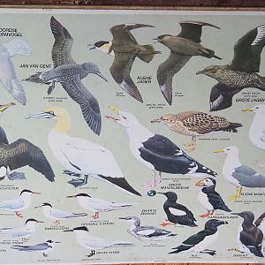 Seabird species poster, 2022-05-17