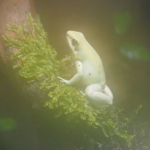 Golden poison frog (Phyllobates terribilis), 2022-05-17