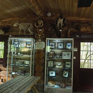 Natural history specimen display cabinets, 2022-05-17