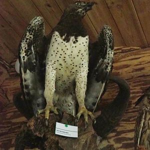 Martial eagle (Polemaetus bellicosus) specimen, 2022-05-17