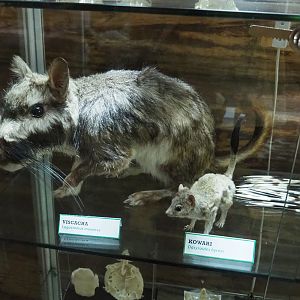 Plains viscacha (Lagostomus maximus) and Kowari (Dasyuroides byrnei) specimens, 2022-05-17