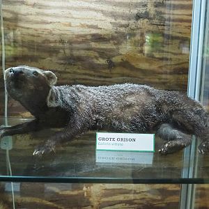 Greater grison (Galictis vittata) specimen, 2022-05-17