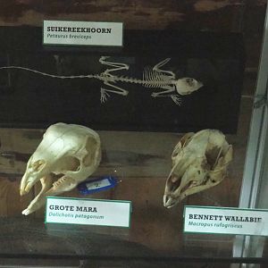 Sugar glider skeleton and Patagonian mara and Red-necked wallaby skulls, 2022-05-17