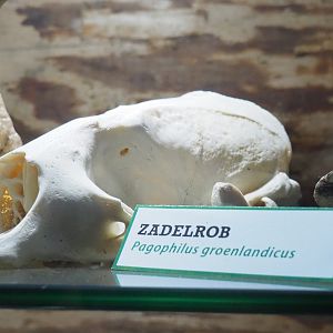 Harp Seal (Pagophilus groenlandicus) skull, 2022-05-17