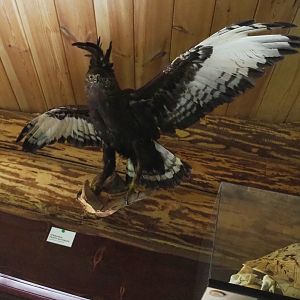 long-crested eagle (Lophaetus occipitalis) specimen, 2022-05-17