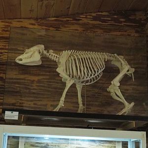 Juvenile Lowland tapir (Tapirus terrestris) skeleton, 2022-05-17