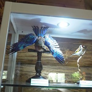 Lilac-breasted roller (Coracias caudatus) and European goldfinch (Carduelis carduelis) specimens, 2022-05-17