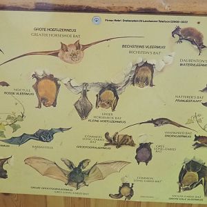 Native bat species poster, 2022-05-17