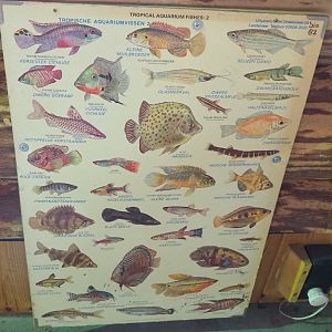 Aquarium fish poster, 2022-05-17