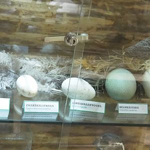 Feather and egg specimens, 2022-05-17