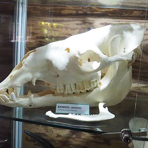 Male Bactrian camel (Camelus bactrianus) skull, 2022-05-17