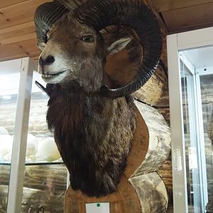 Male Mouflon (Ovis orientalis) head mount specimen, 2022-05-17