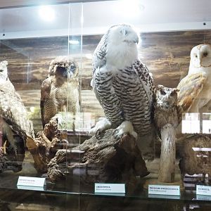 Owl specimens, 2022-05-17