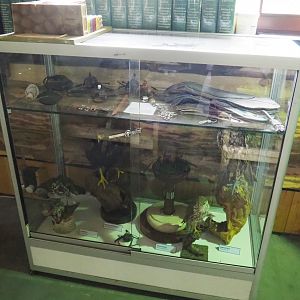 Display cabinet with falconry materials and European raptor specimens, 2022-05-17
