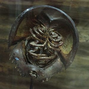 Atlantic horseshoe crab (Limulus polyphemus) specimen, 2022-05-17