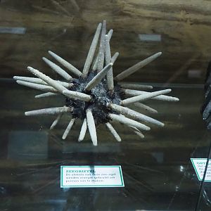 Cidaridae family sea urching specimen, 2022-05-17