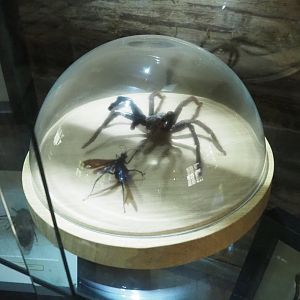 Tarantula hawk and Tarantula specimens, 2022-05-17
