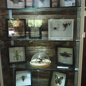 Display cabinet with invertebrate specimens, 2022-05-17