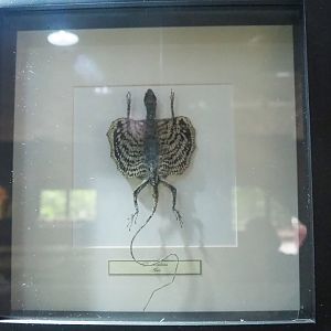 Common flying dragon (Draco volans) specimen, 2022-05-17