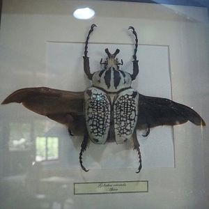 Goliath beetle (Goliathus orientalis) specimen, 2022-05-17