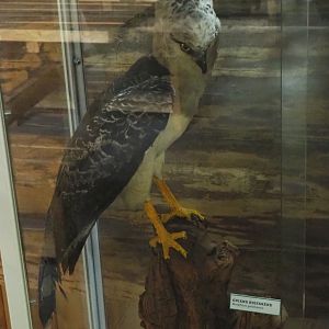Crested eagle (Morphnus guianensis) specimen, 2022-05-17