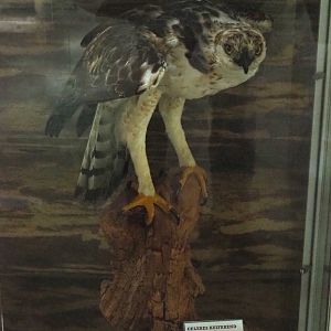 Sulawesi hawk-eagle (Nisaetus lanceolatus) specimen, 2022-05-17