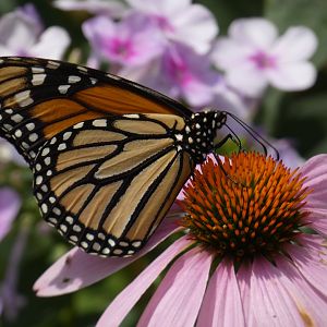 Monarch Butterfly at the Greensboro Science Center