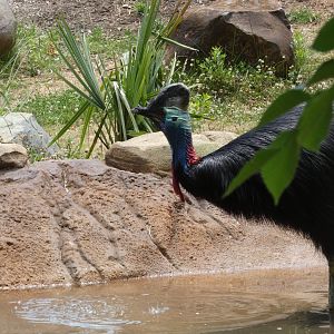 Southern Cassowary at the Greensboro Science Center