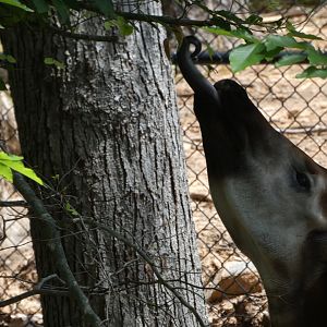 Okapi at the Greensboro Science Center