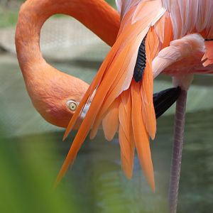 Caribbean Flamingo at the Greensboro Science Center