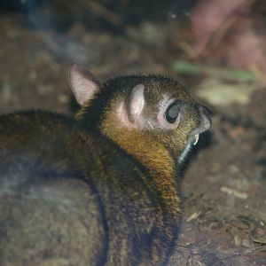 Javan chevrotain  (Tragulus javanicus), 2006-11-19