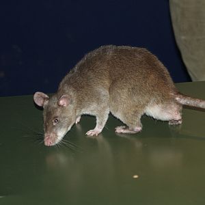 Gambian giant pouched rat (Cricetomys gambianus) during smell training, 2007-07-22
