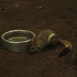 Southern springhare (Pedetes capensis), 2018-07-11