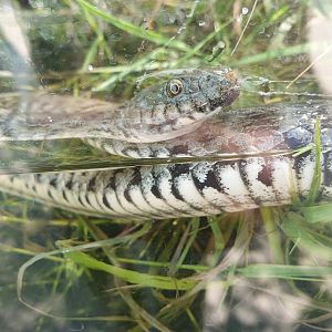 Museum Niederösterreich