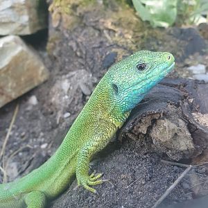 Museum Niederösterreich