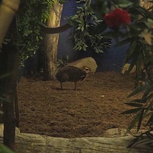 Balabac chevrotain (Tragulus nigricans), 2018-08-19