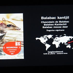 Nocturama signage example - Balabac chevrotain, 2018-08-19