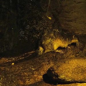 Rakali or Golden-bellied water rat (Hydromys chrysogaster), 2018-08-19
