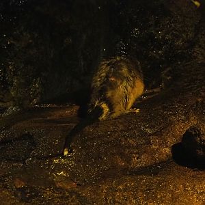 Rakali or Golden-bellied water rat (Hydromys chrysogaster), 2018-08-19
