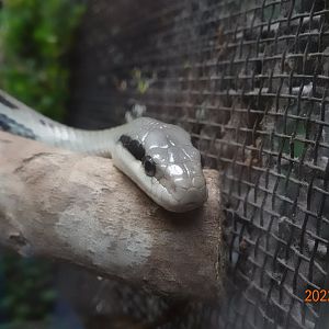 Taiwan Beauty Snake (Elaphe taeniura friesi)