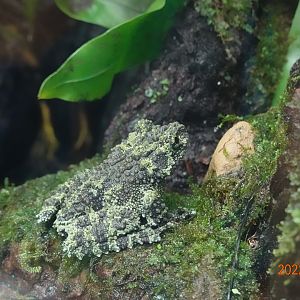 Tonkin Bug-eyed Frog (Theloderma corticale)