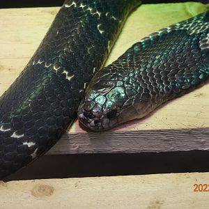 Chinese Cobra (Naja atra)