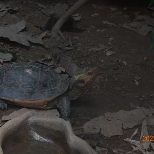 Taiwan Yellow-margined Box Turtle (Cuora flavomarginata flavomarginata)